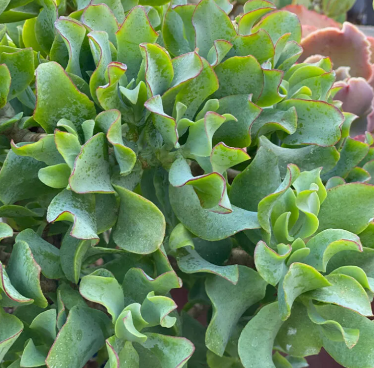 Crassula Undulata - Blue Wavy Jade