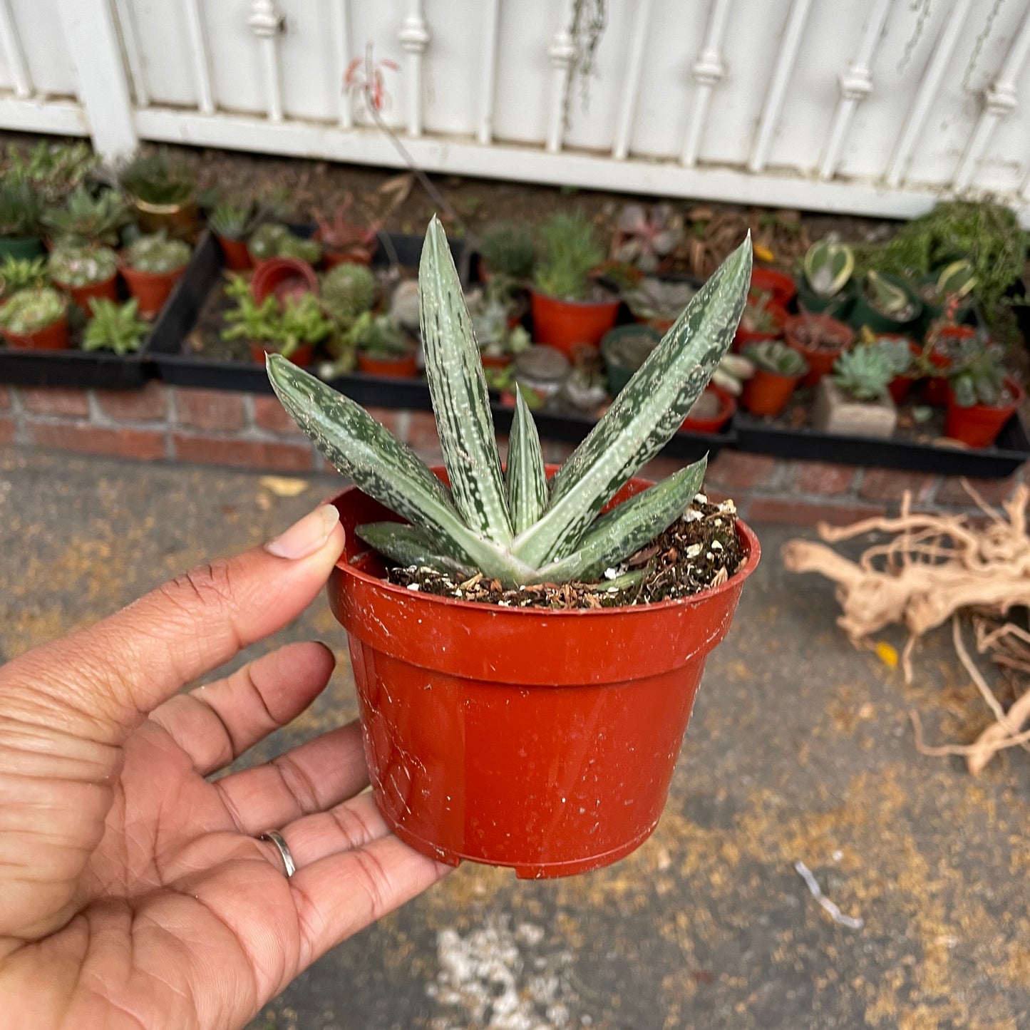 Gasteria
