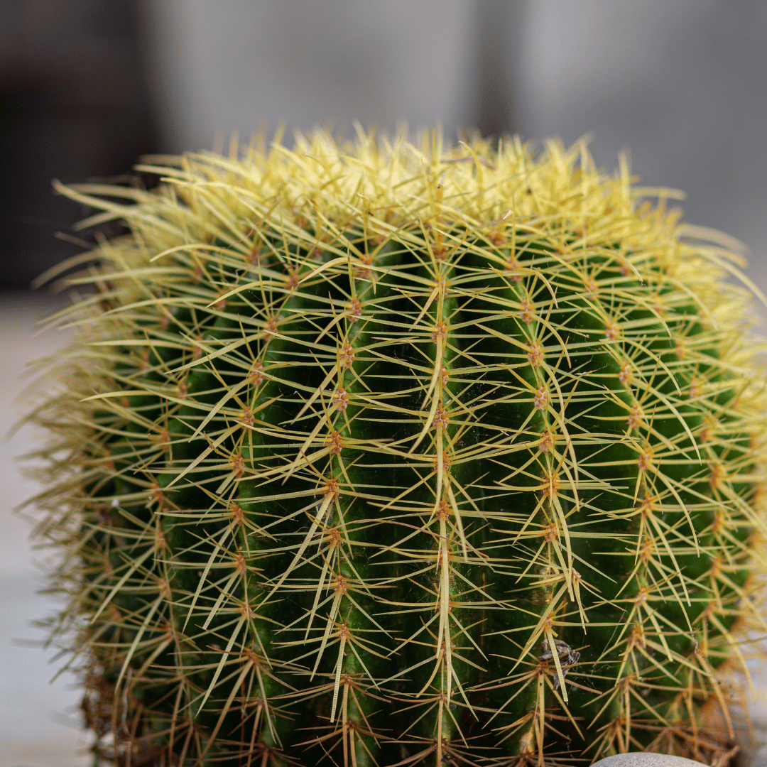 Echinocactus Grusonii - Golden Barrel Cactus