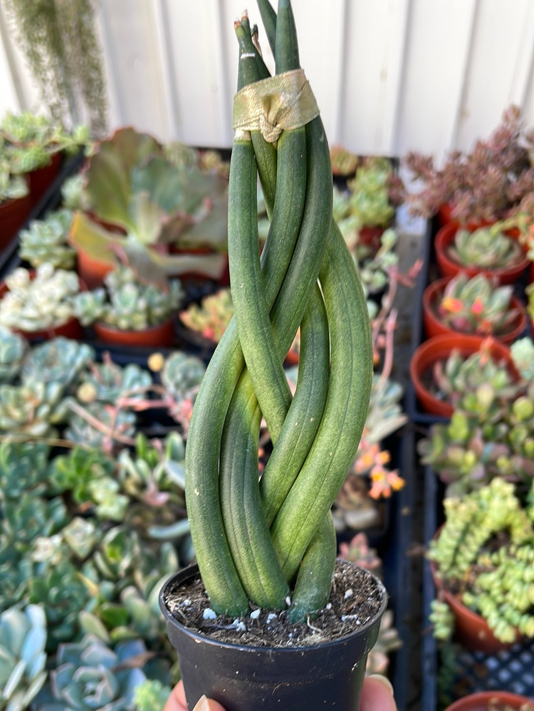 Sansevieria Cylindrica