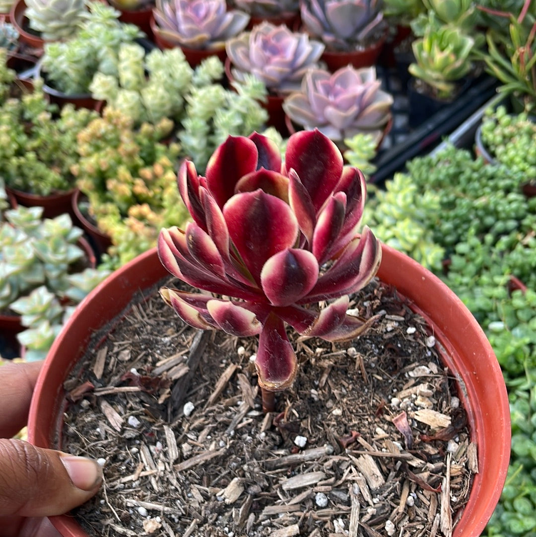 Aeonium Superbang