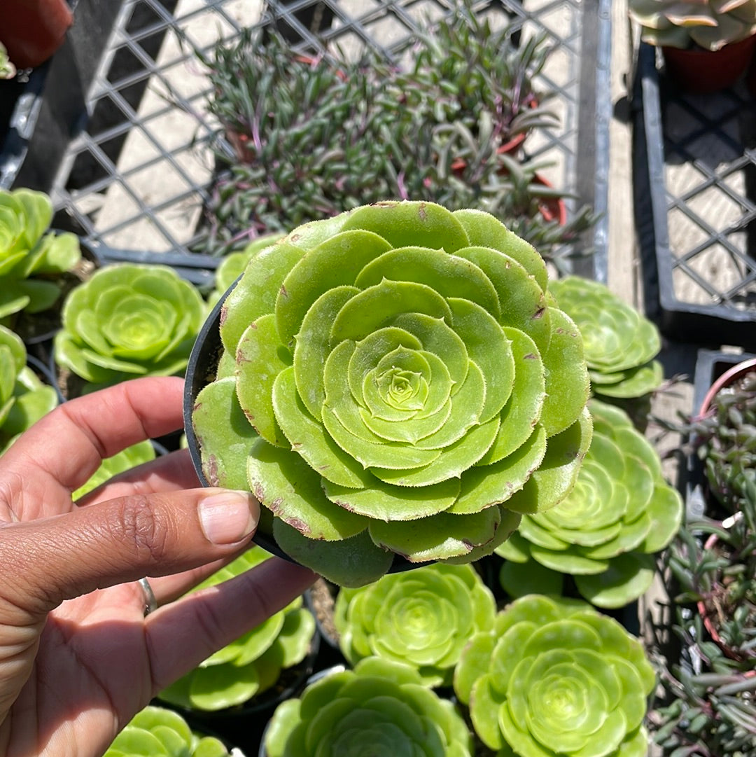 Aeonium Mint Saucer