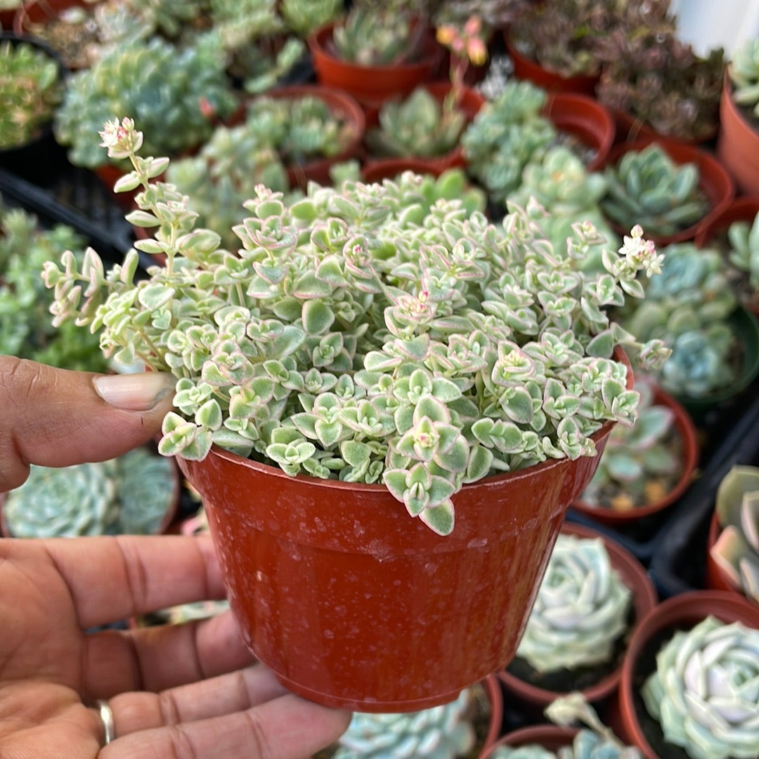 Sedum Little Missy