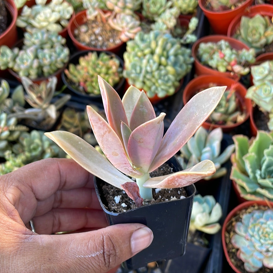 Graptoveria Fred Ives