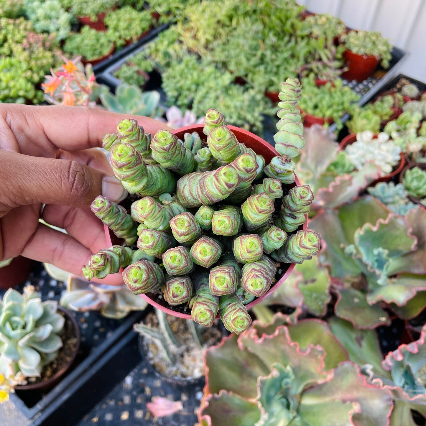 Crassula Baby Necklace