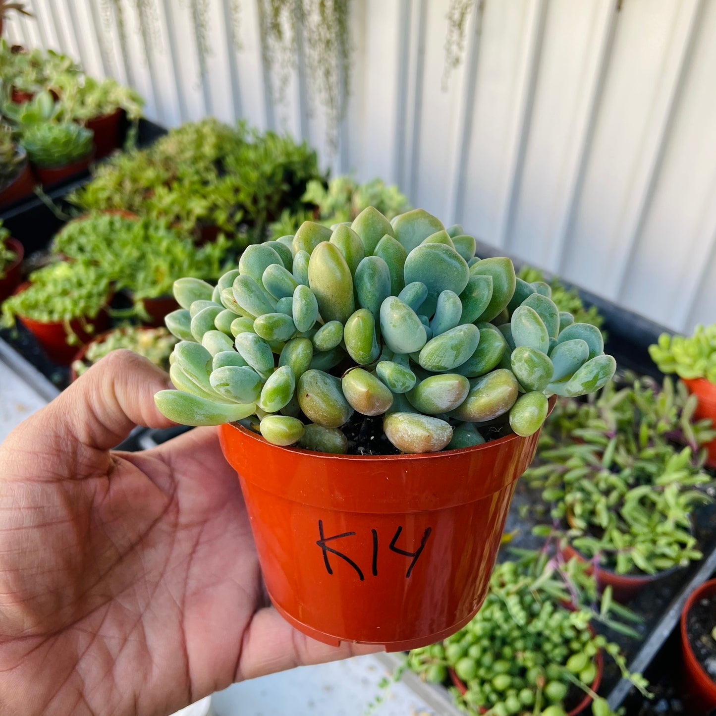 Imported Succulent - K14