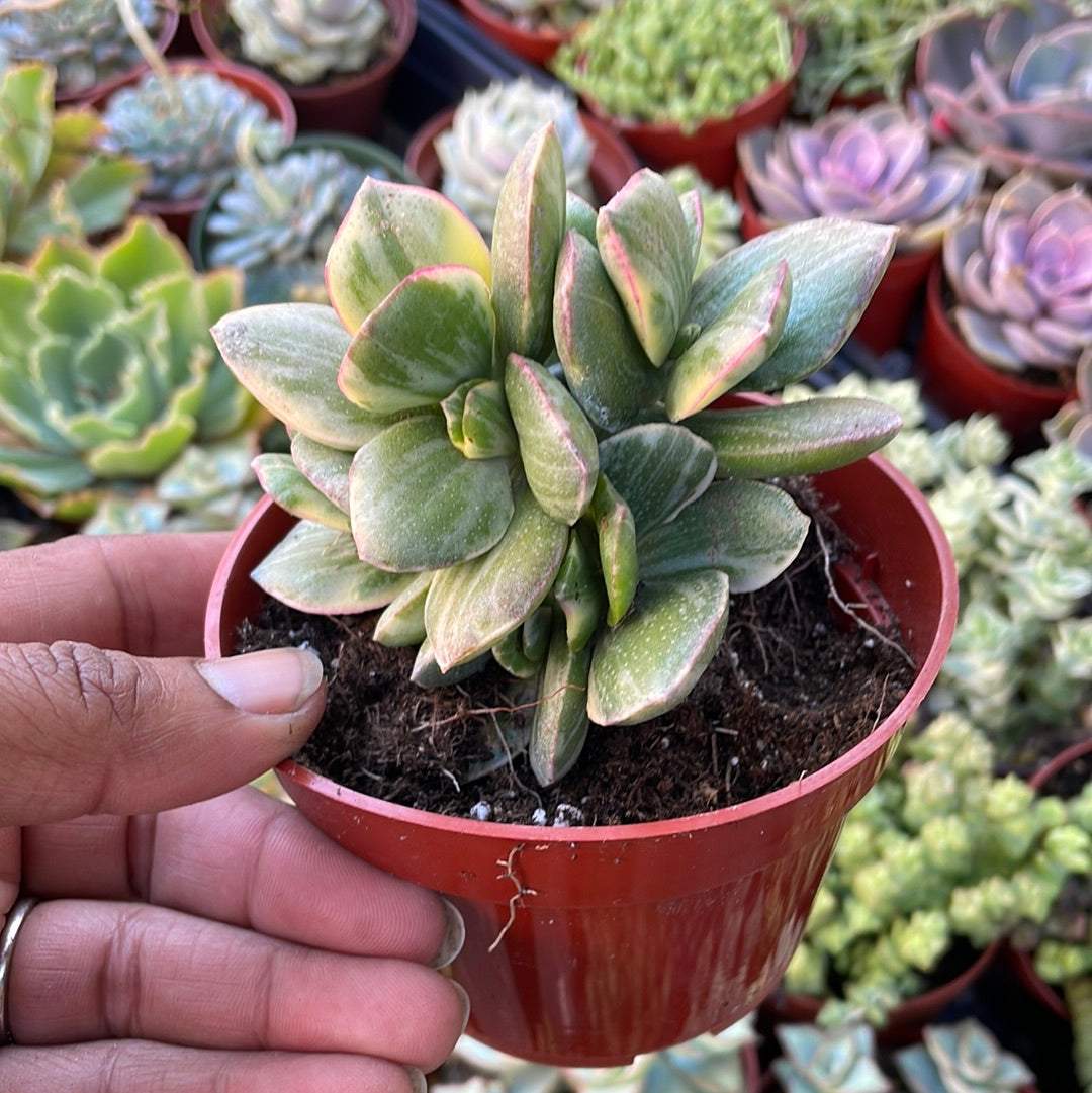 Chonky Variegated Jade