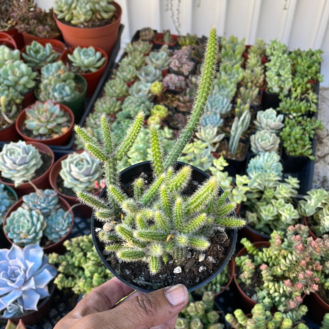 Rattail Cactus
