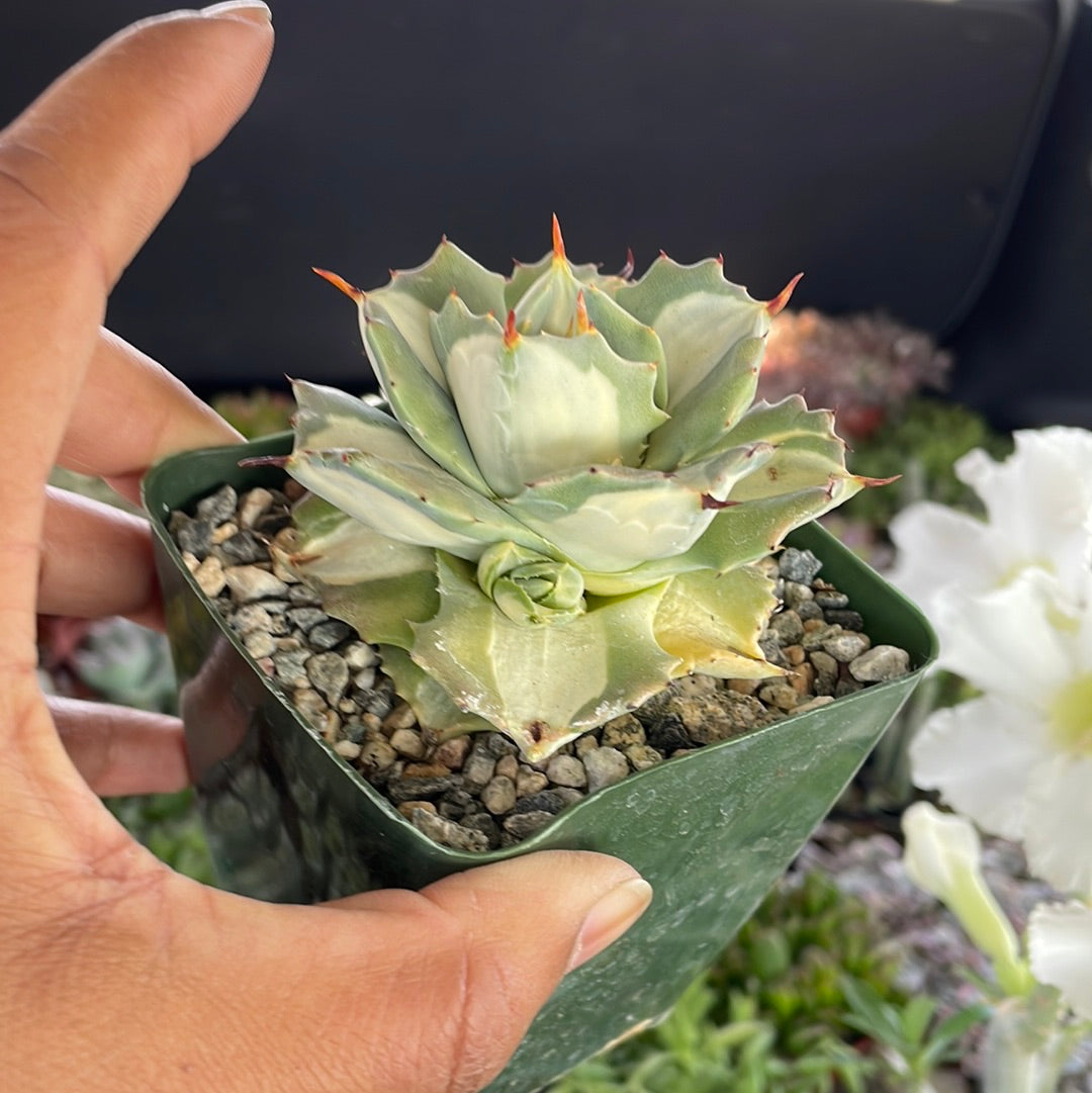 Agave Isthmensis Ohi Raijin Shiro Nakafu