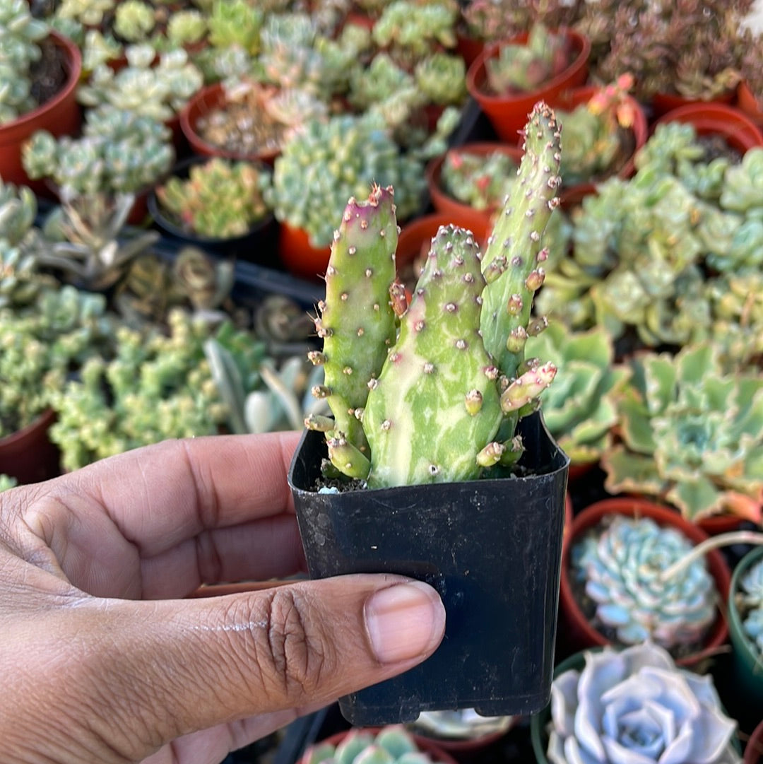 Opuntia Monocantha