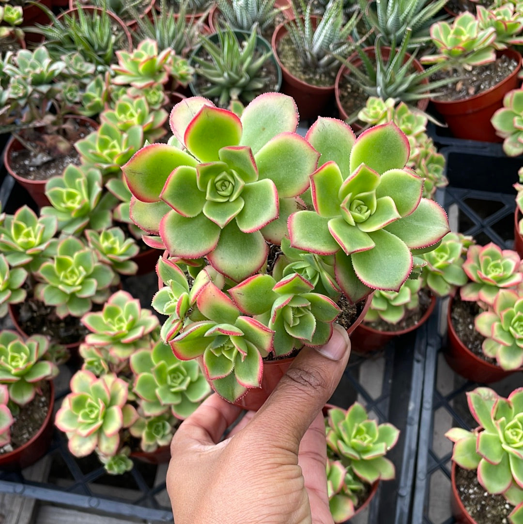 Aeonium Kiwi