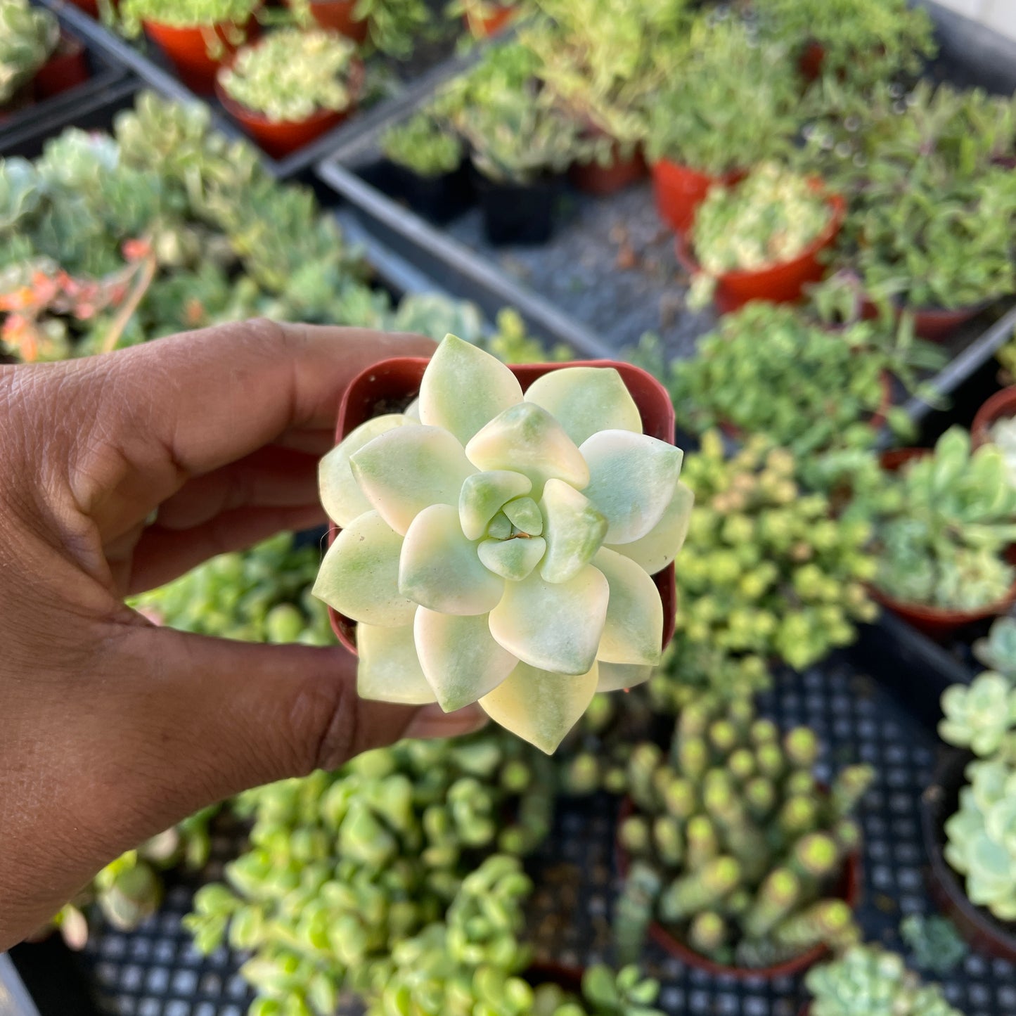 Imported Succulent - Graptoveria Apricot Variegated