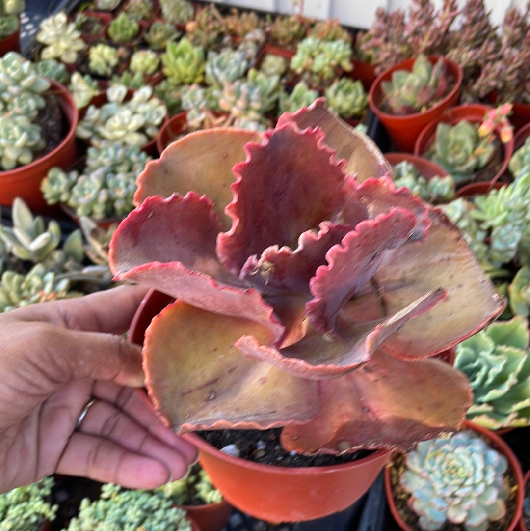 Imperfect E Gibbiflora Hybrid