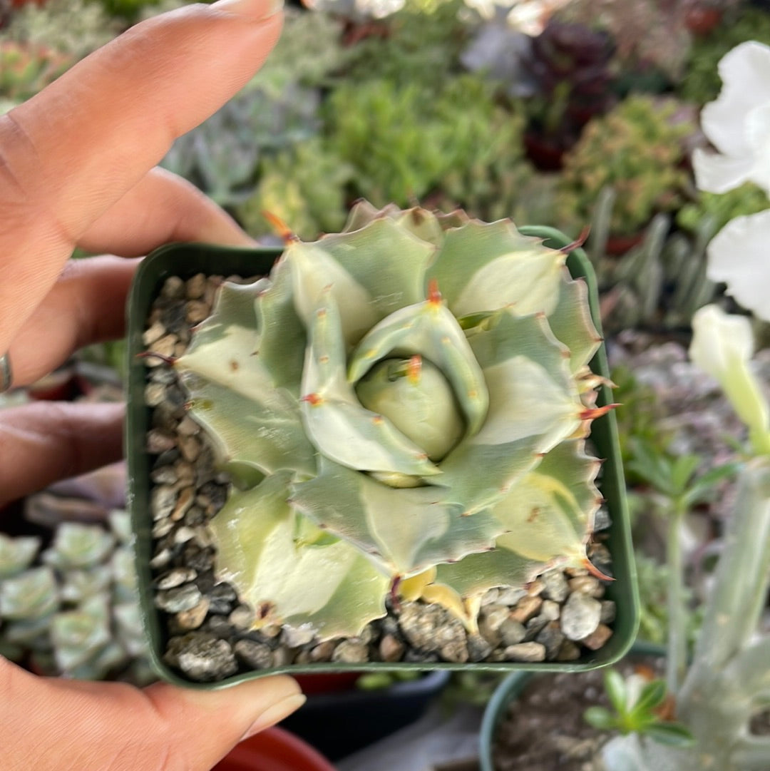 Agave Isthmensis Ohi Raijin Shiro Nakafu