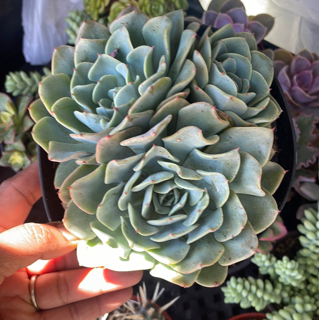 Echeveria Swirls