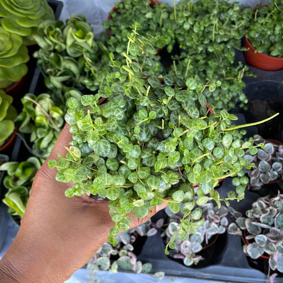 String of Turtles