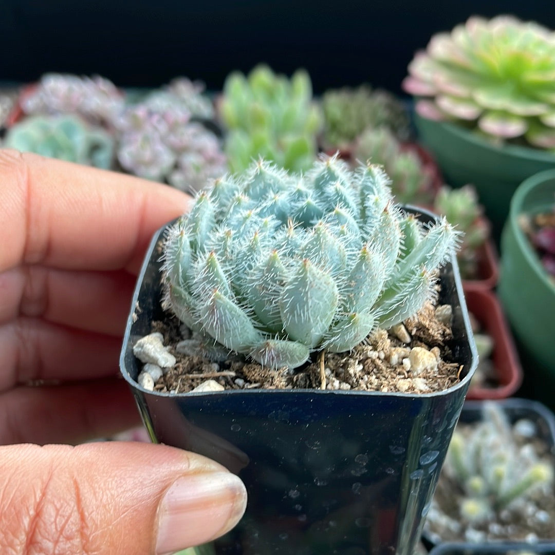 Echeveria setosa var. minor