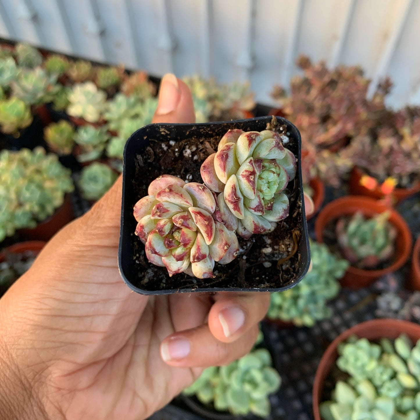 Korean Import Echeveria Pomegranate