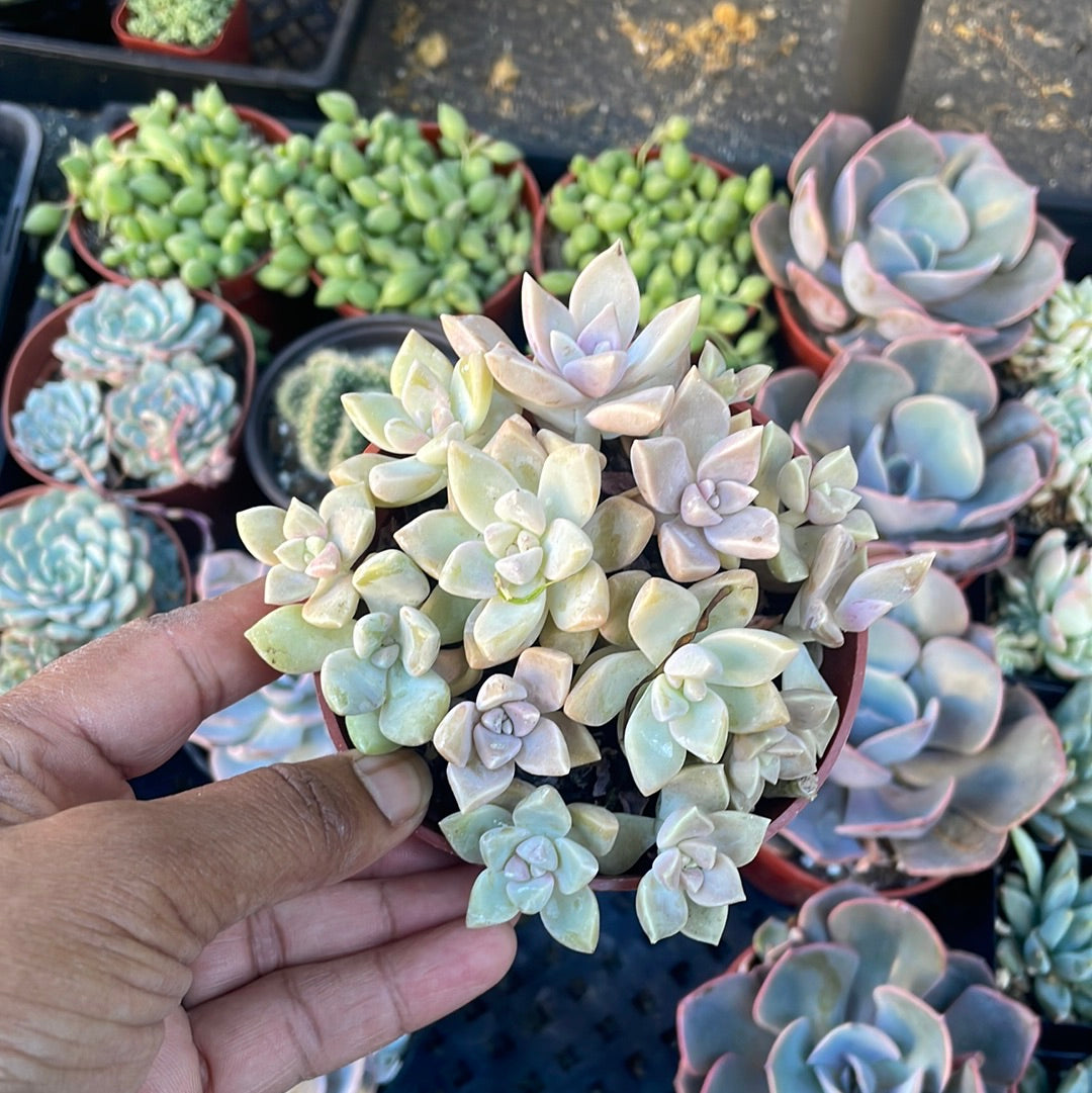 variegated ghost succulent Graptopetalum paraguayense