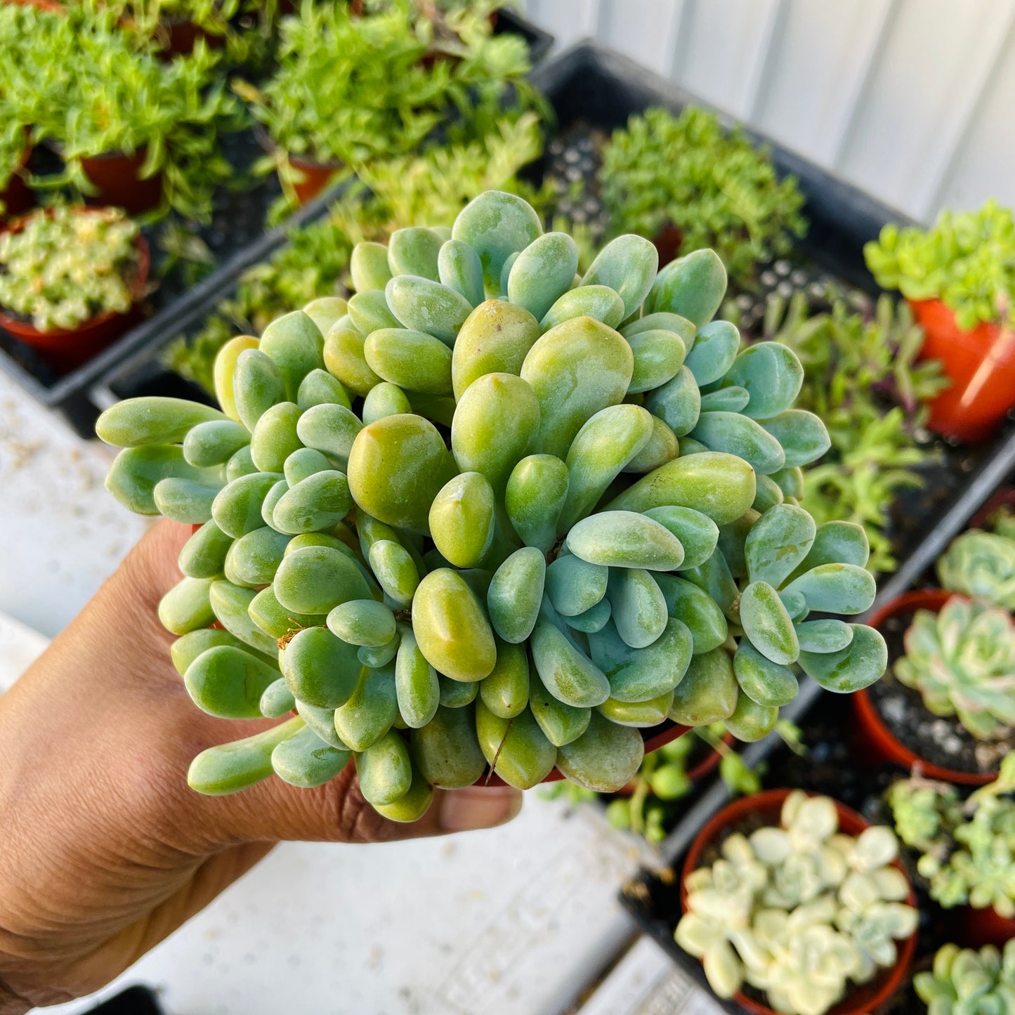 Imported Succulent - K14