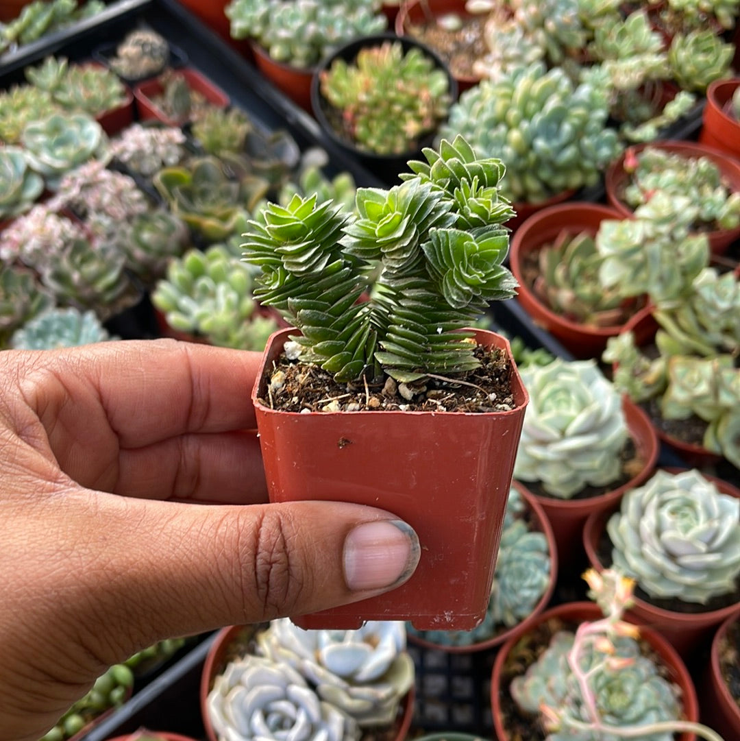 Spiral Crassula