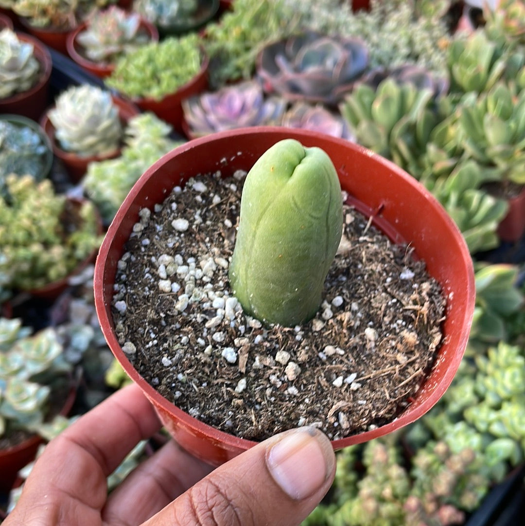 Penis Cactus