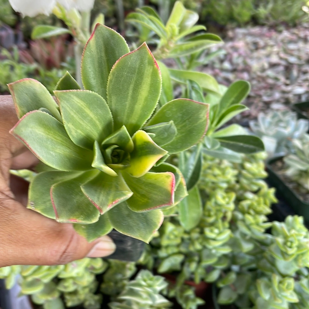 Rare Variegated Aeonium Kiwi