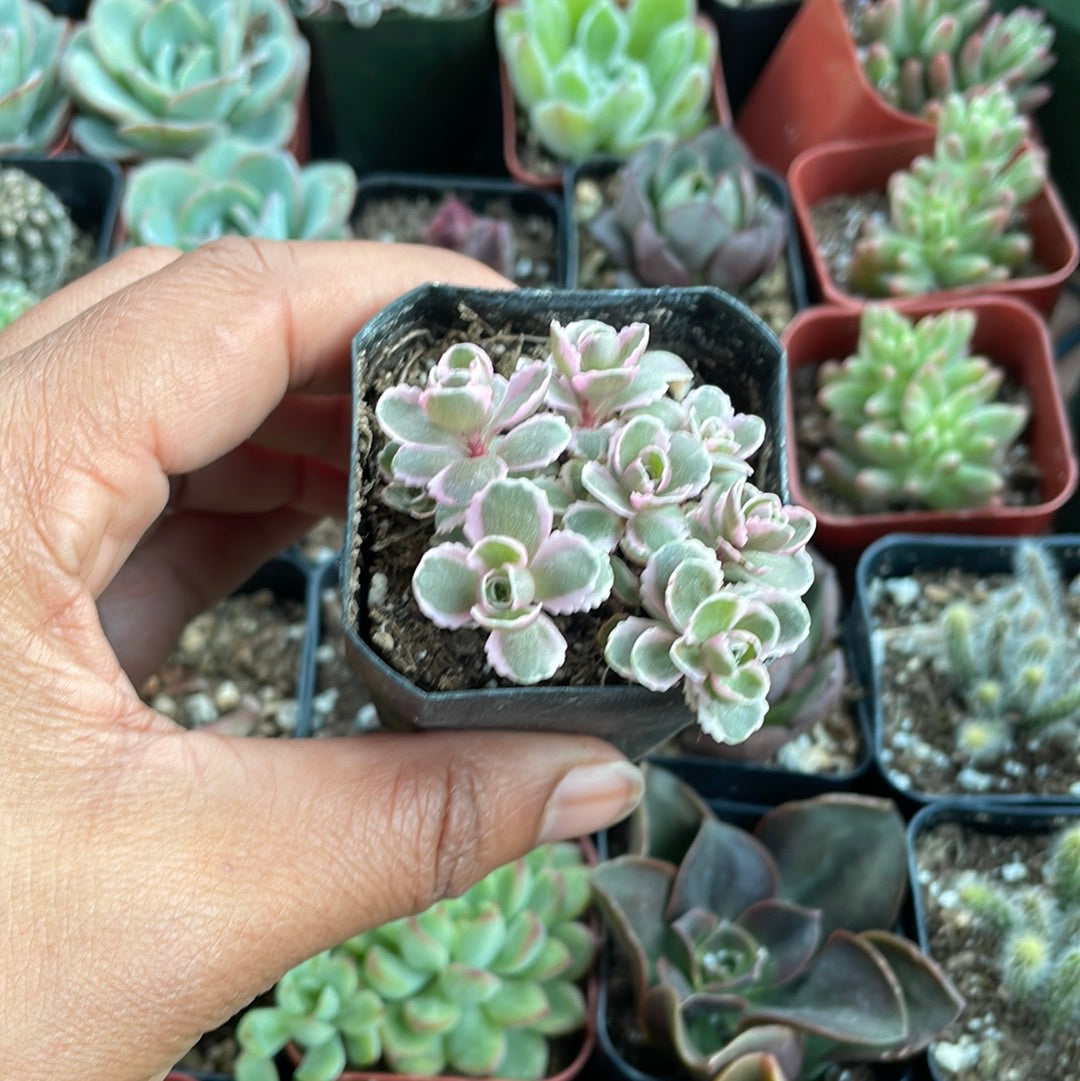Sedum Spurium Tricolor