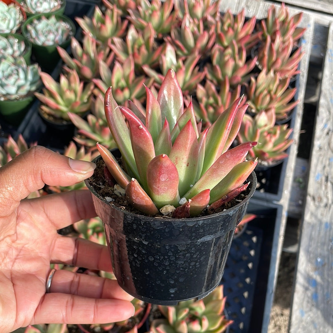 Echeveria Super Red