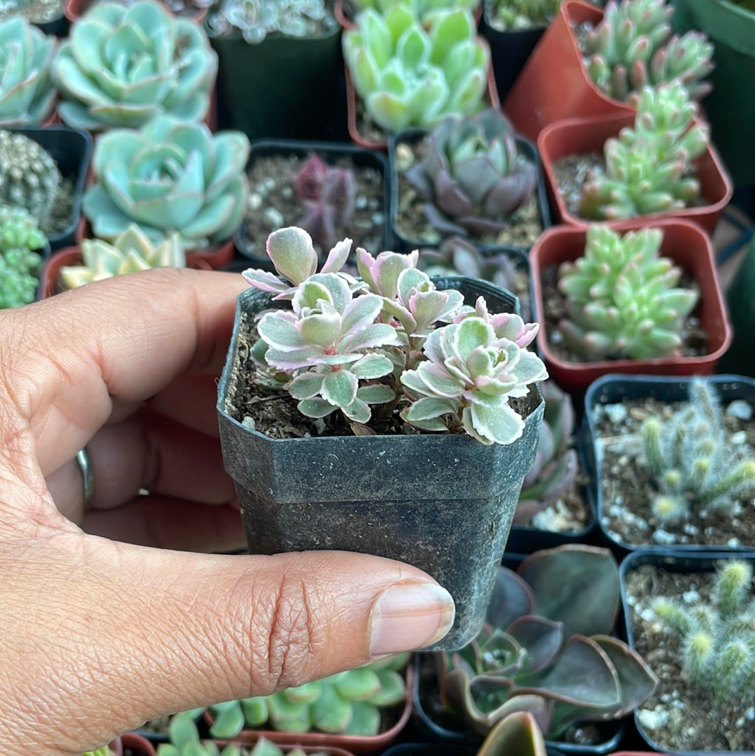 Sedum Spurium Tricolor