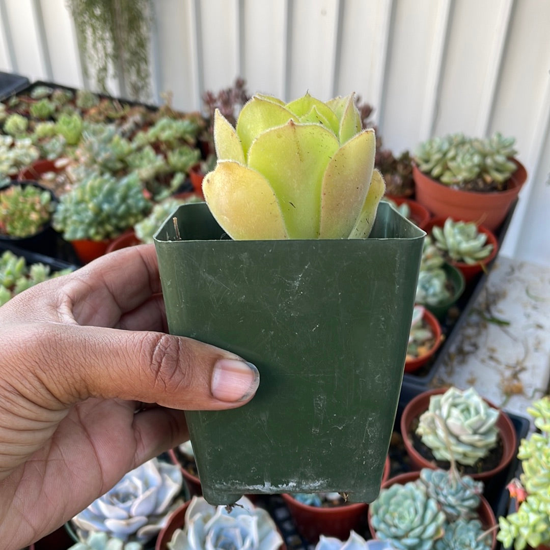 Aeonium canariense virgineum
