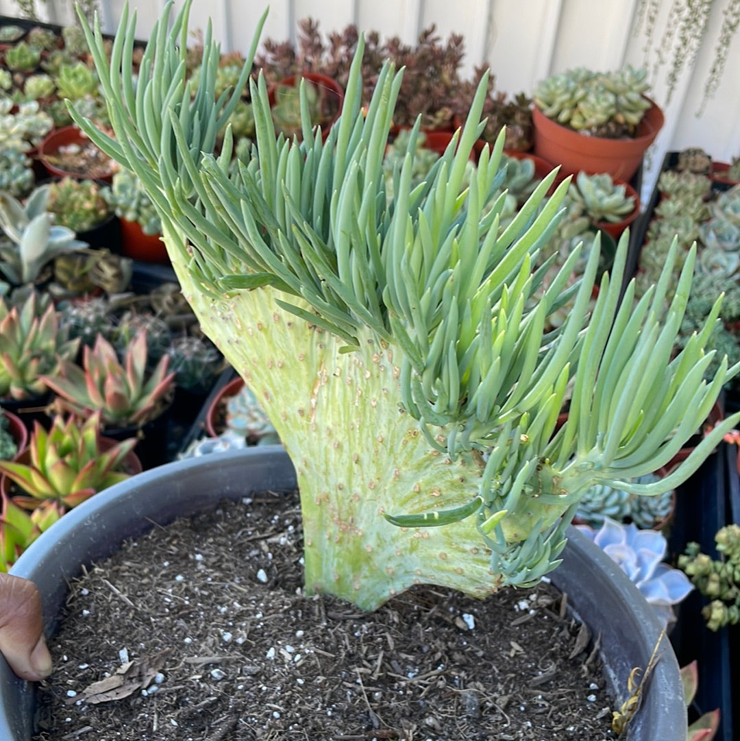 Mermaid’s Tail Succulent