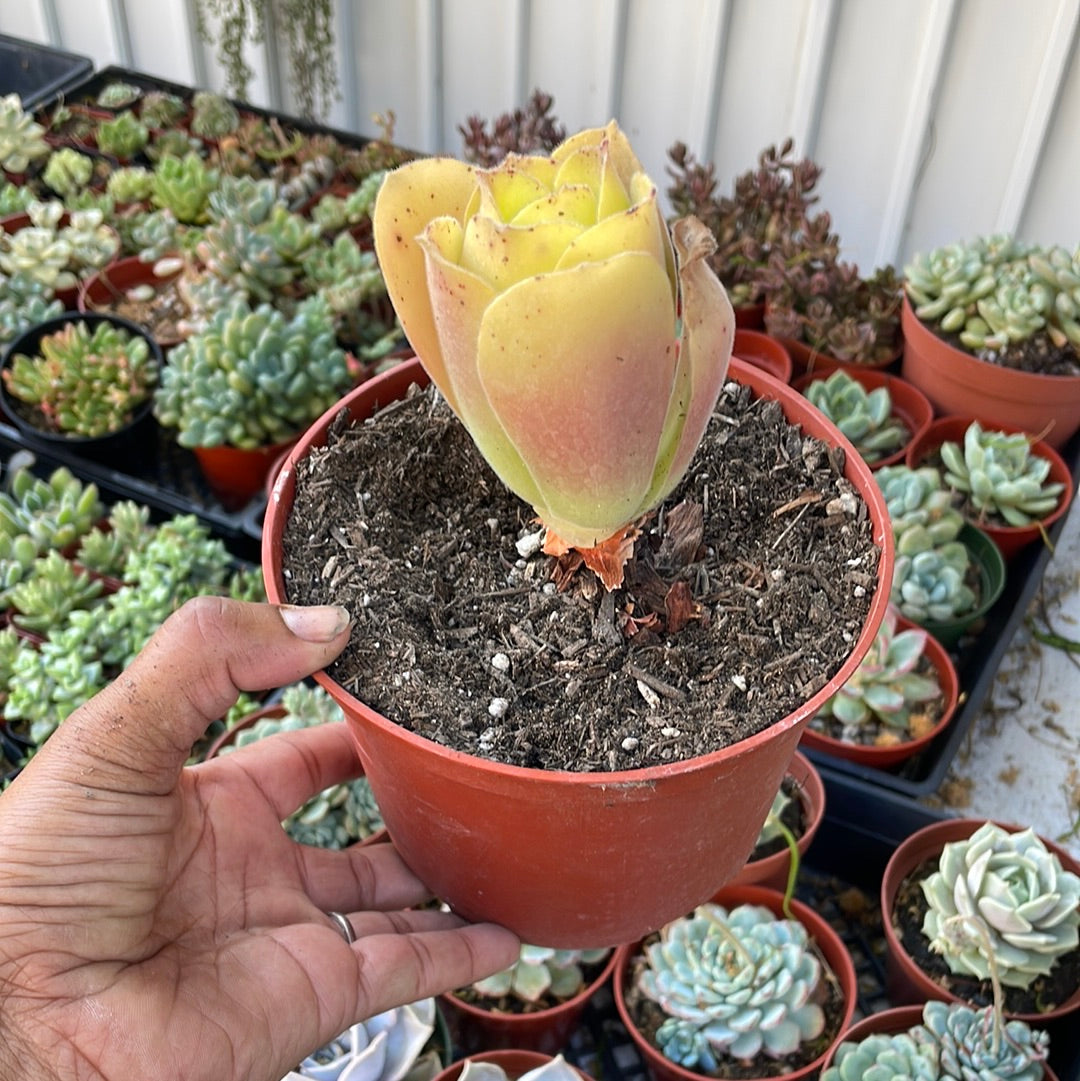 Aeonium canariense virgineum
