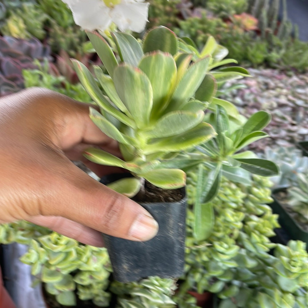 Rare Variegated Aeonium Kiwi
