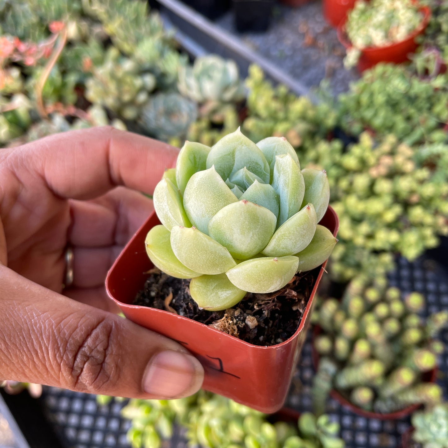 Echeveria Import - K1