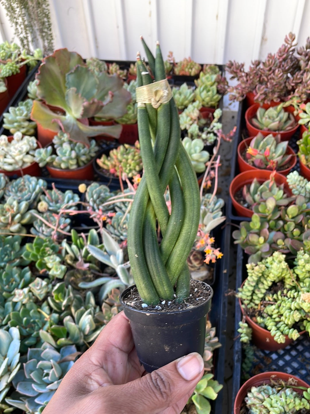 Sansevieria Cylindrica