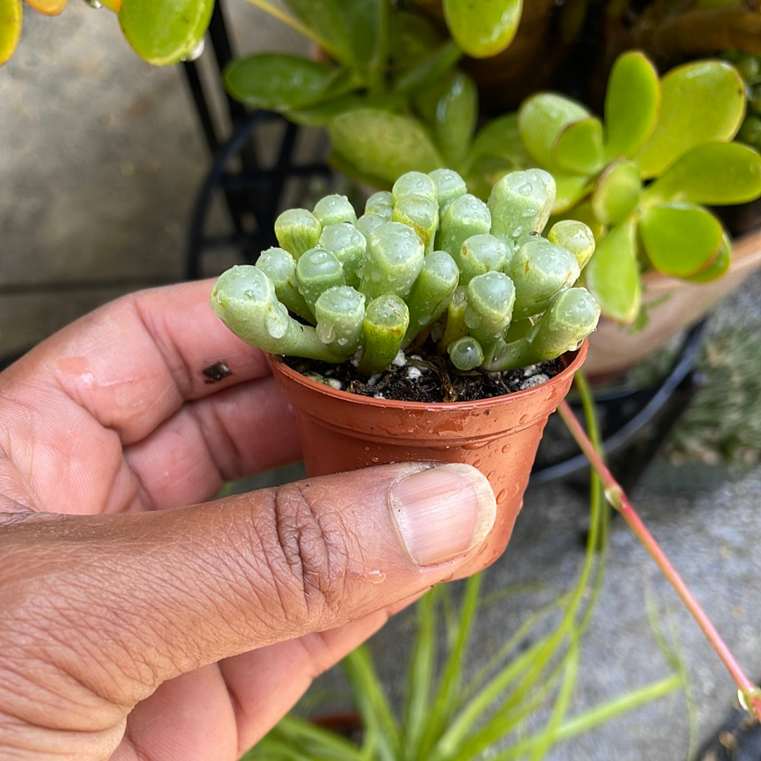 Fenestraria Baby Toes