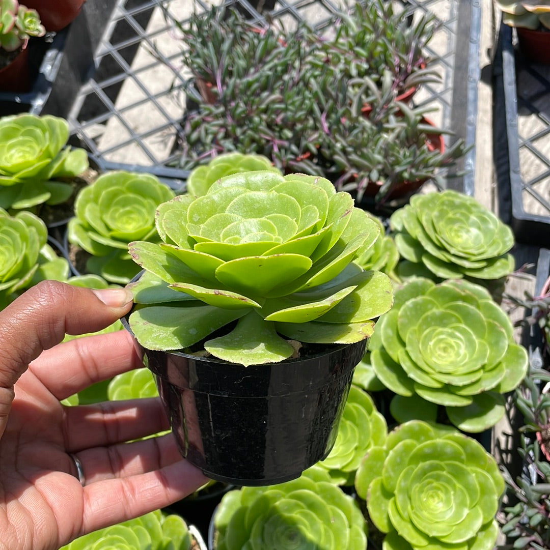 Aeonium Mint Saucer