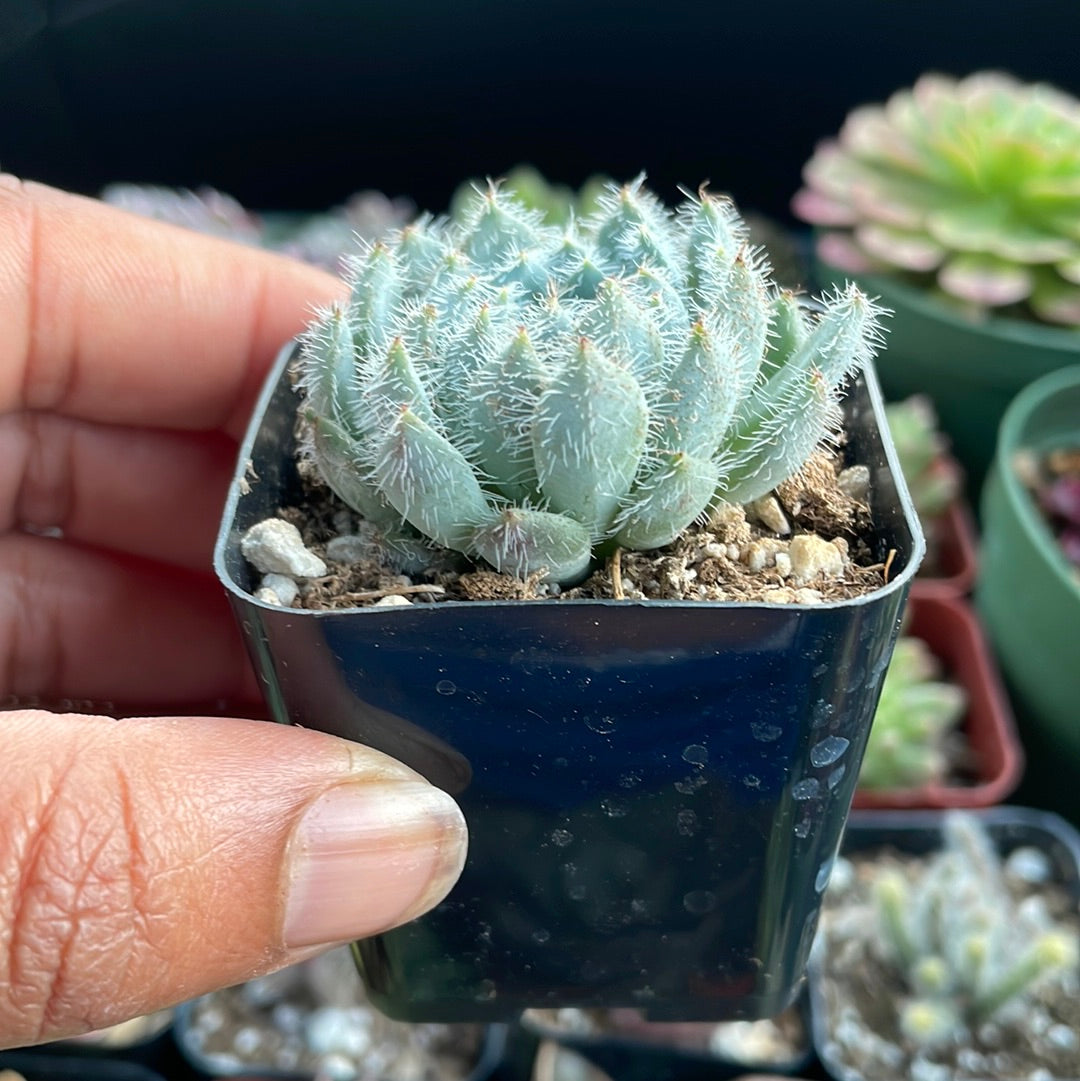Echeveria setosa var. minor