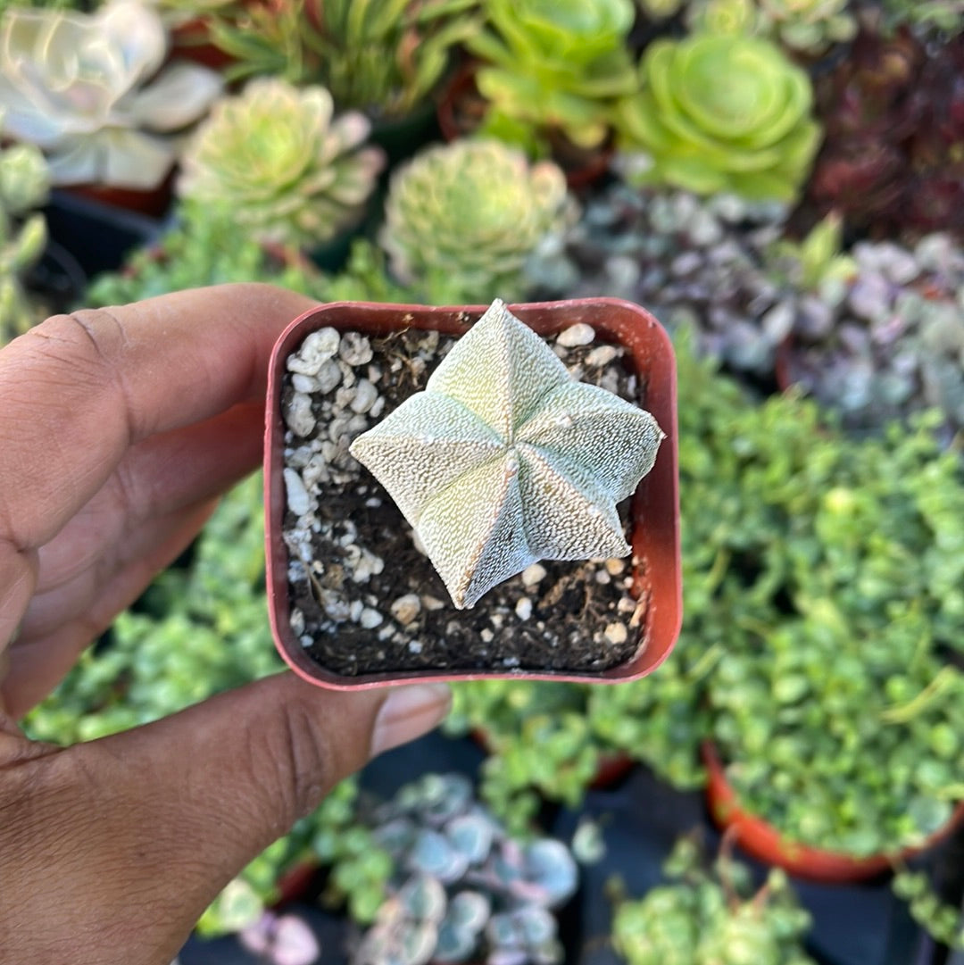 Astrophytum myriostigma