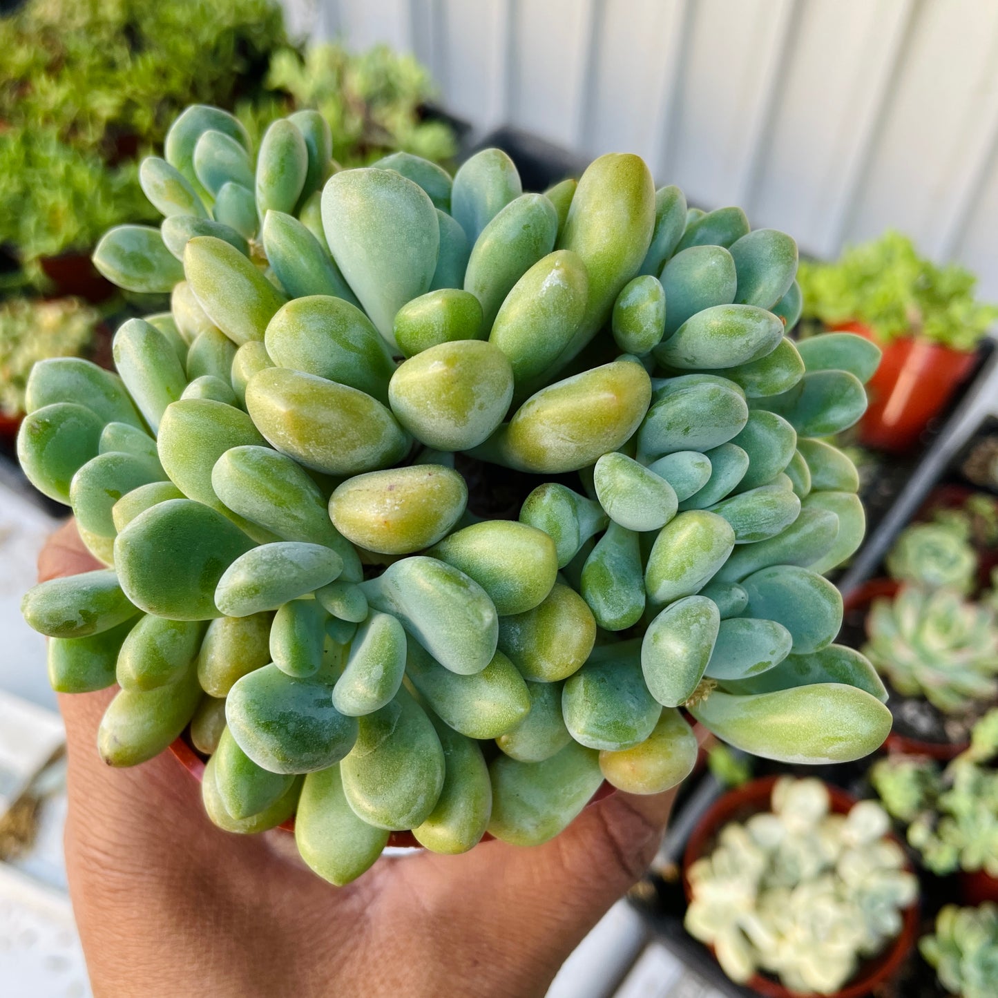 Imported Succulent - K14