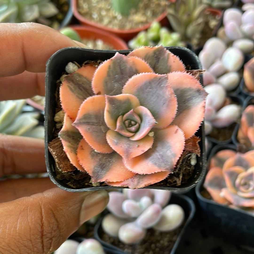 Mystery Succulent
