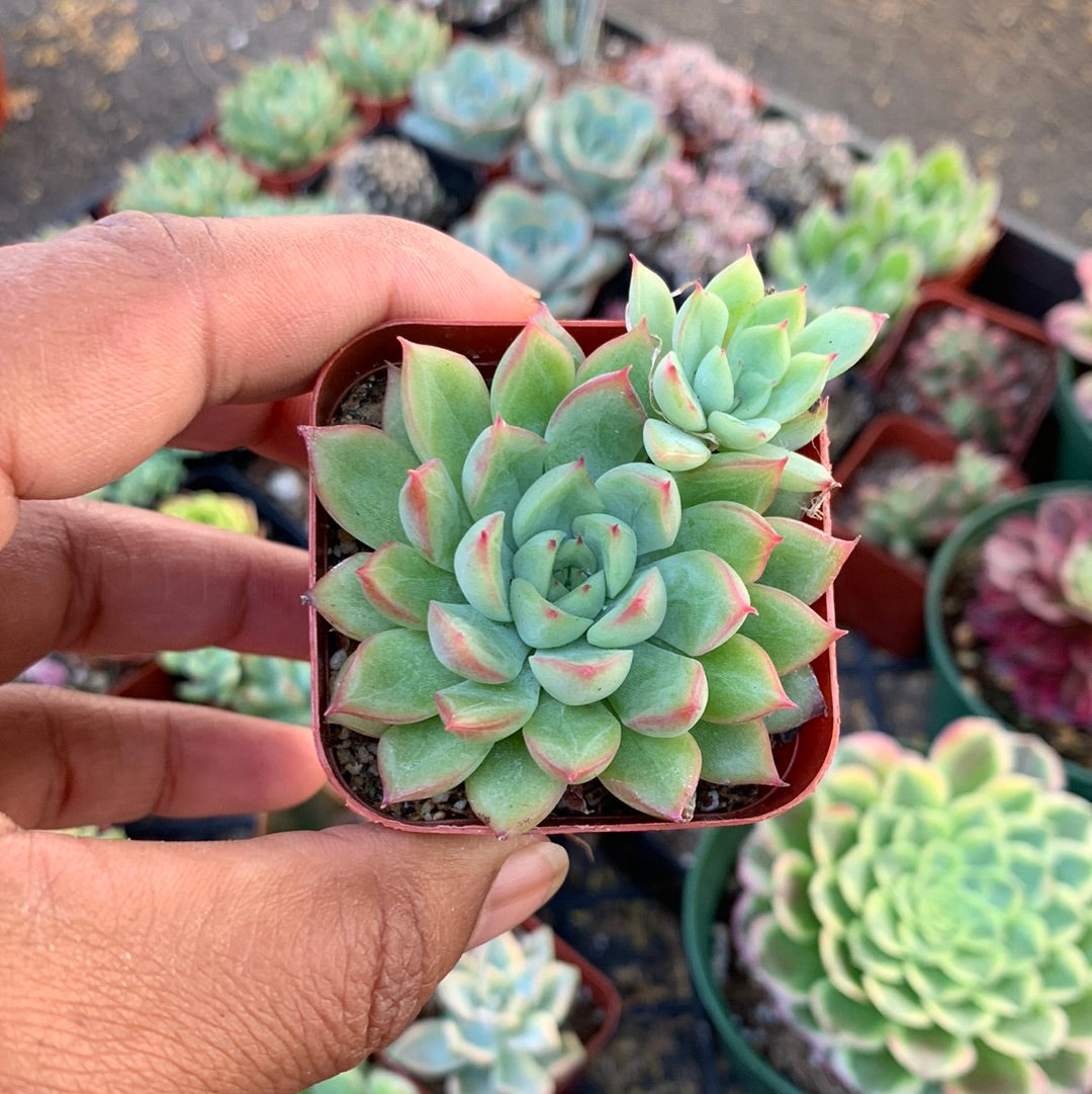 Echeveria sp 3