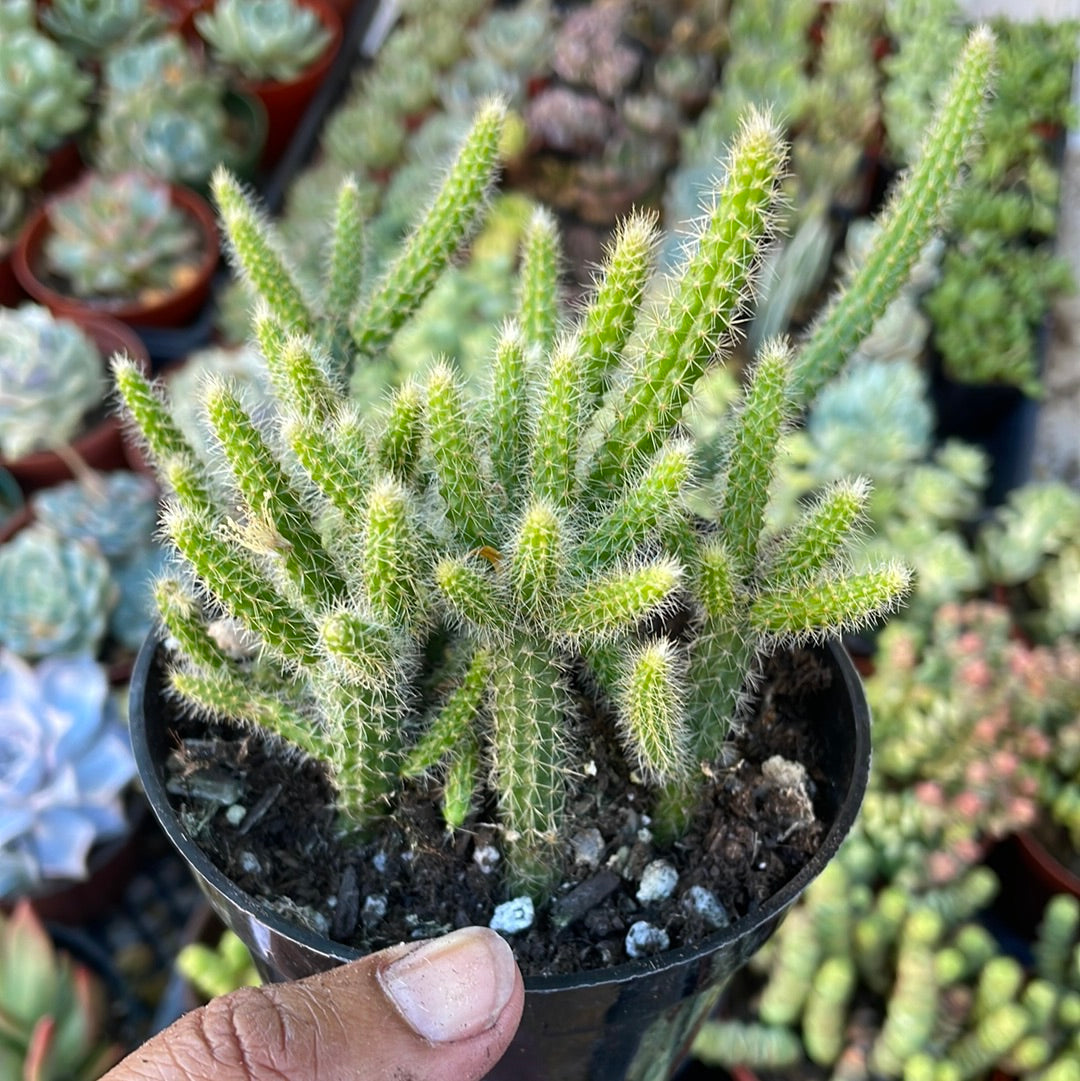 Rattail Cactus