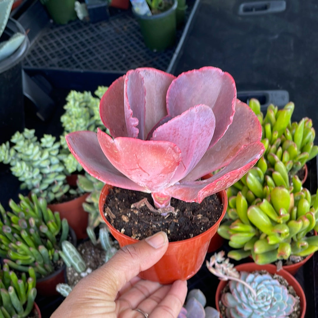 Echeveria Gibbiflora Hybrid