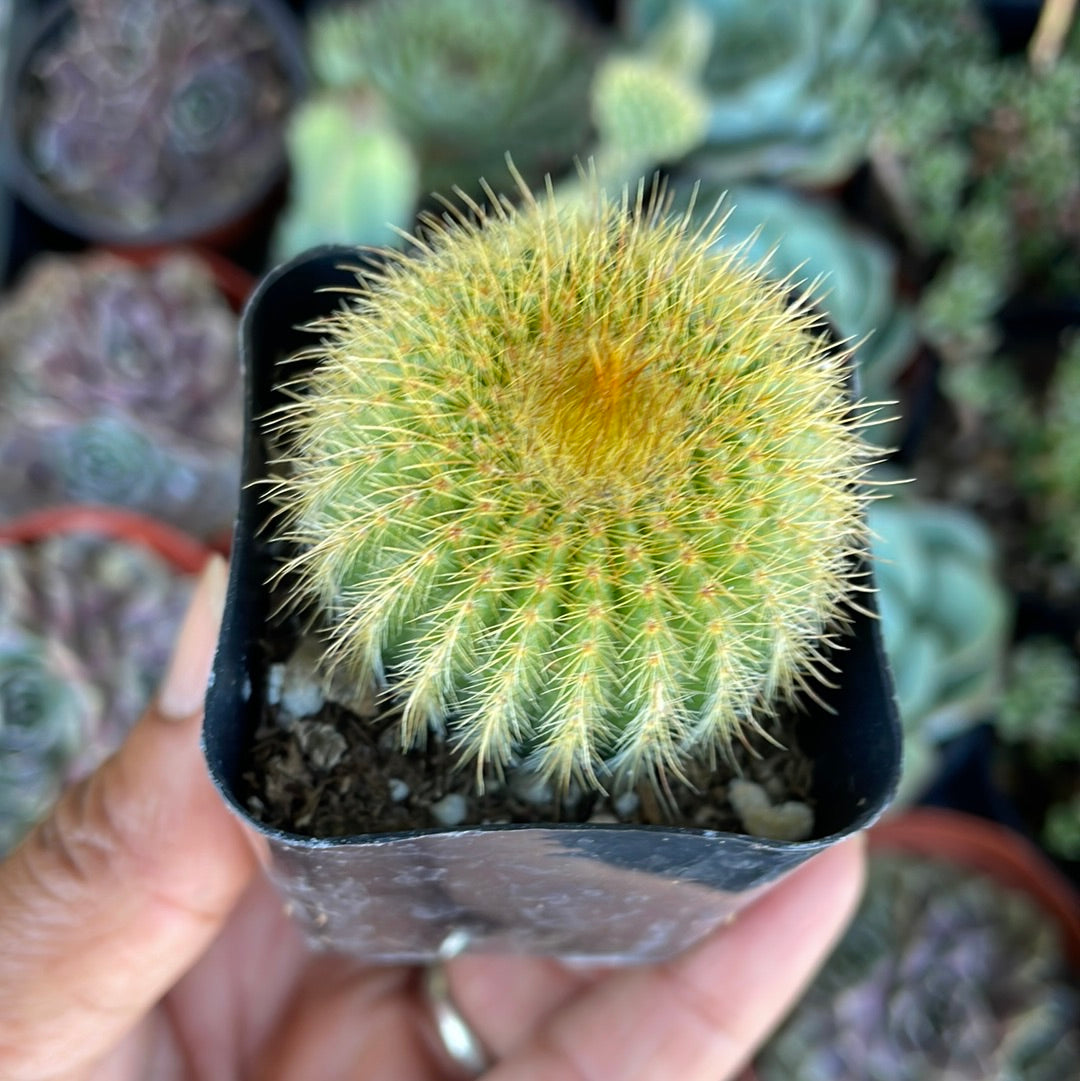 Barrel Cactus var