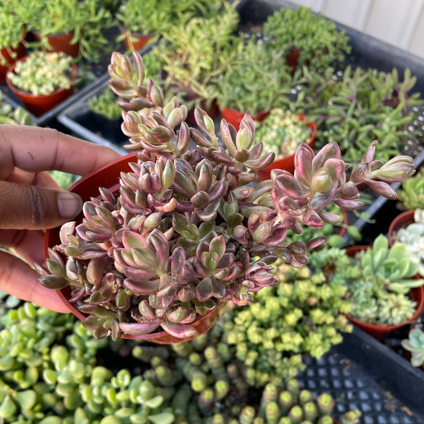 Imported Succulent - Echeveria Chocolate Variegated