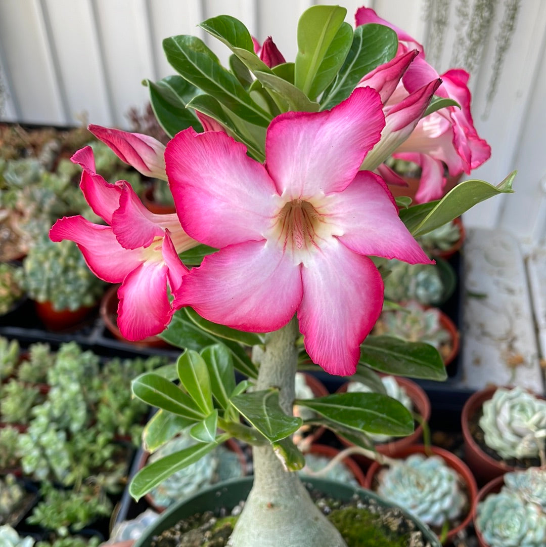 Desert Rose Adenium