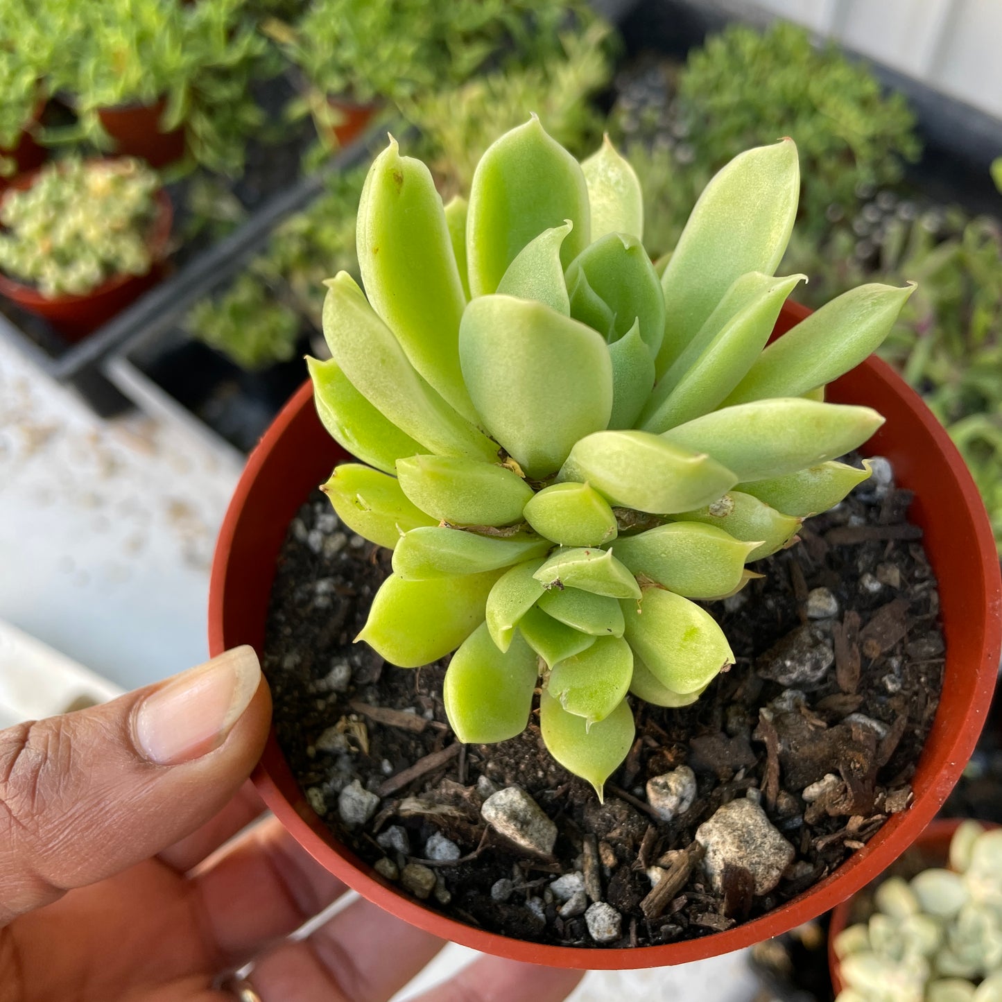 Imported Succulent - K10