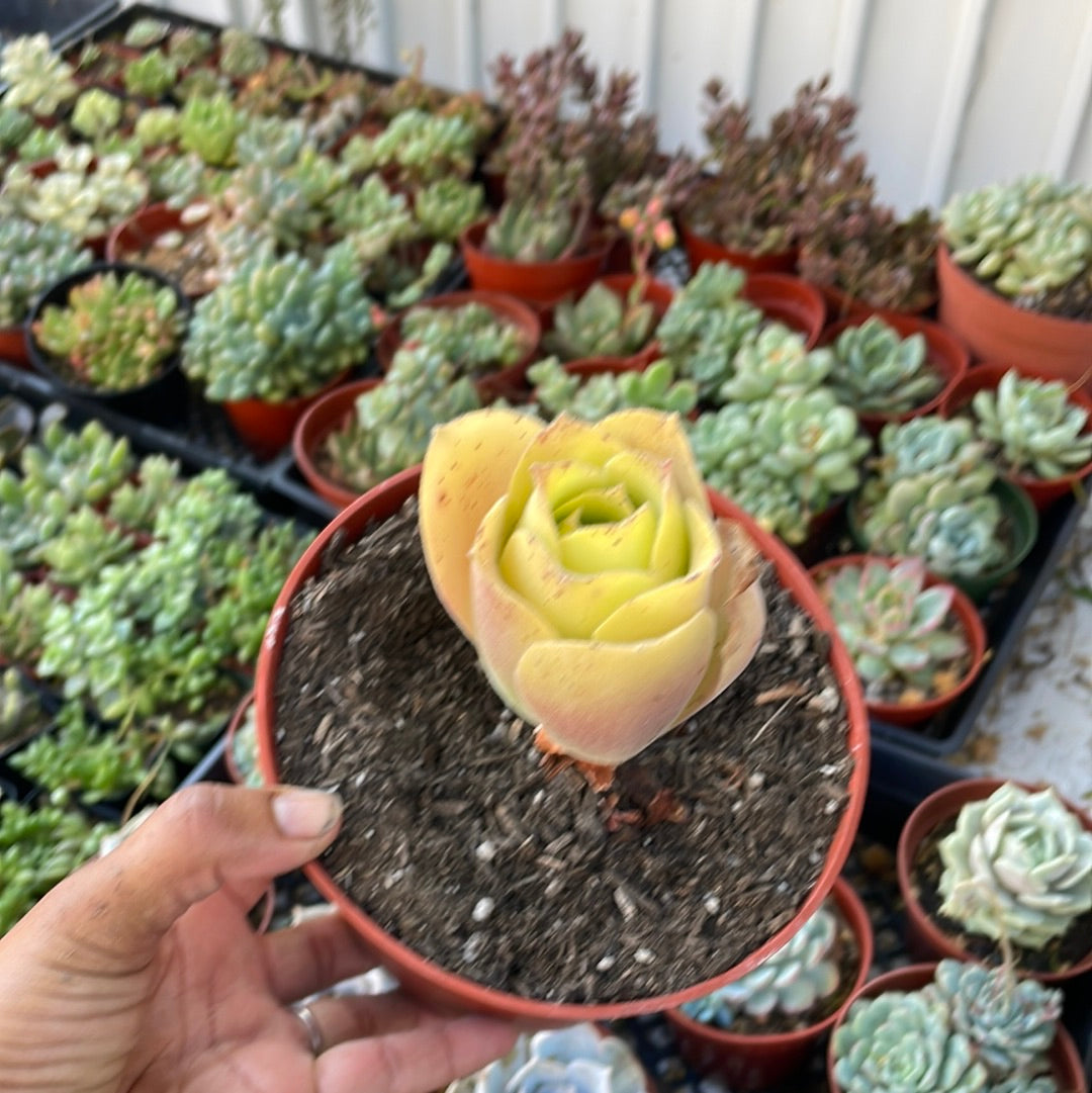 Aeonium canariense virgineum